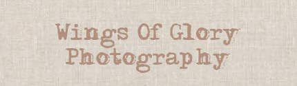 Wings of Glory Photography logo